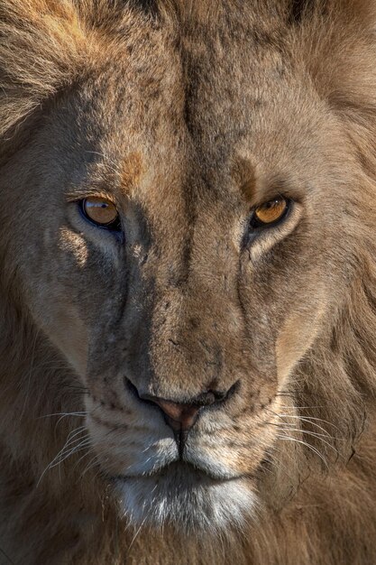 Фото Портрет льва вблизи