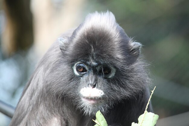 写真 動物園の猿のクローズアップ肖像画