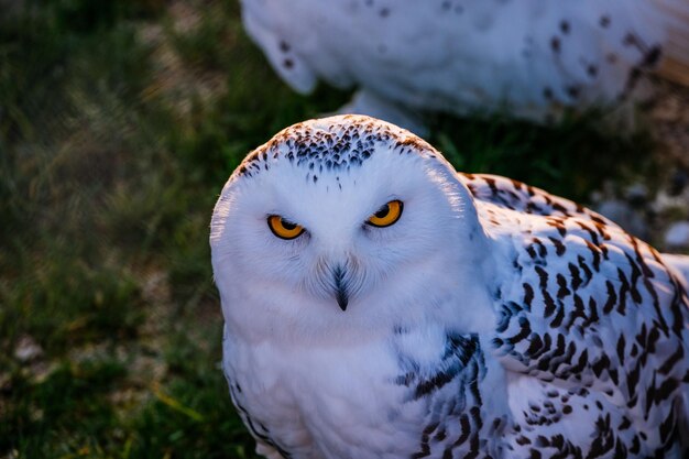 写真 オオカミが座っているクローズアップの肖像画