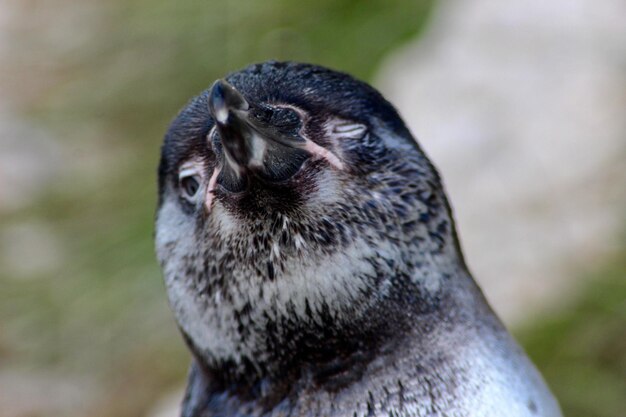 写真 外のペンギンのクローズアップポートレート