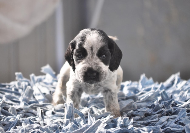 写真 子犬のクローズアップ肖像画