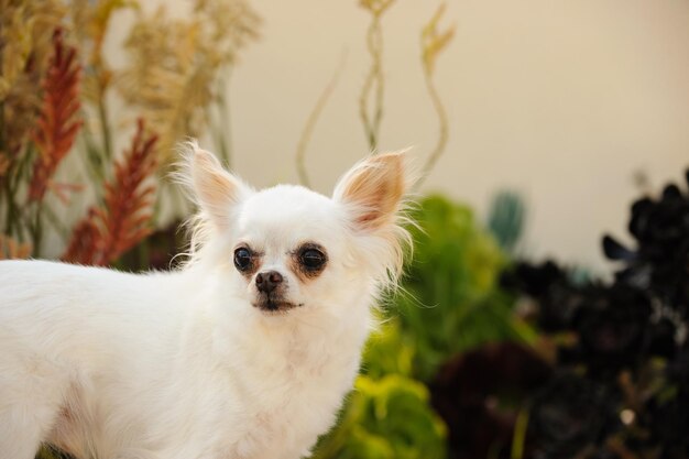 写真 子犬のクローズアップポートレート