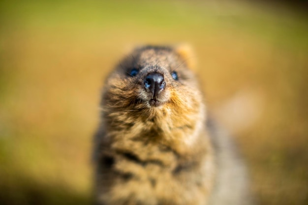 写真 クオッカが野外で撮ったクローズアップ写真