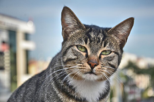写真 ぼんやりした背景にタビー猫のクローズアップ肖像画