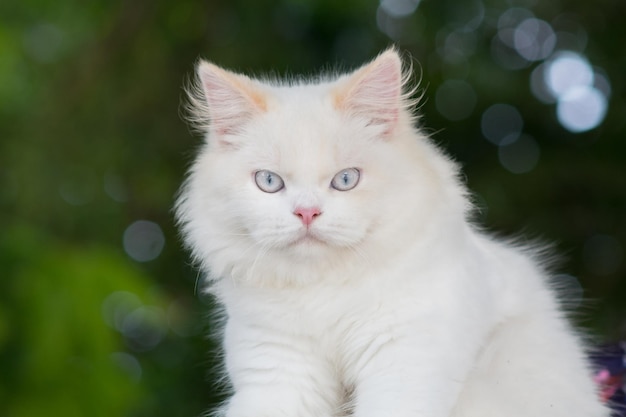 写真 白い猫のクローズアップポートレート