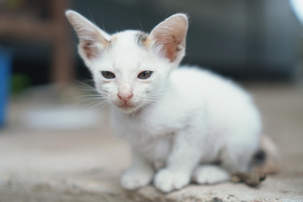 写真 白い猫のクローズアップ肖像画