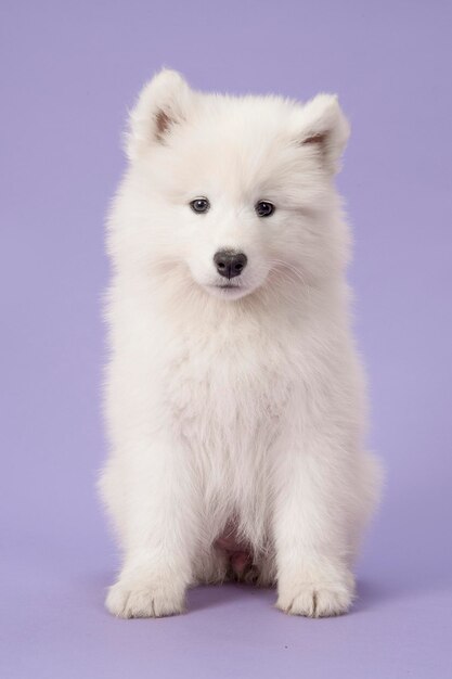 Фото Портрет белой собаки вблизи