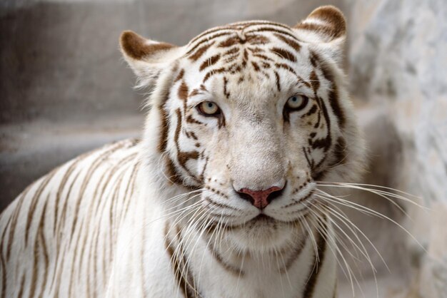 写真 動物園の白い虎のクローズアップ肖像画