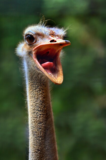 Photo close-up portrait of ostrich