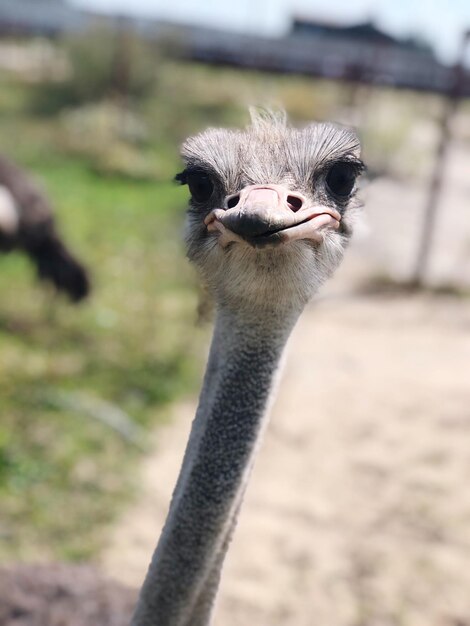 Photo close-up portrait of ostrich