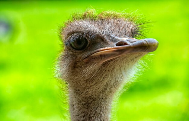 Close-up portrait of ostrich