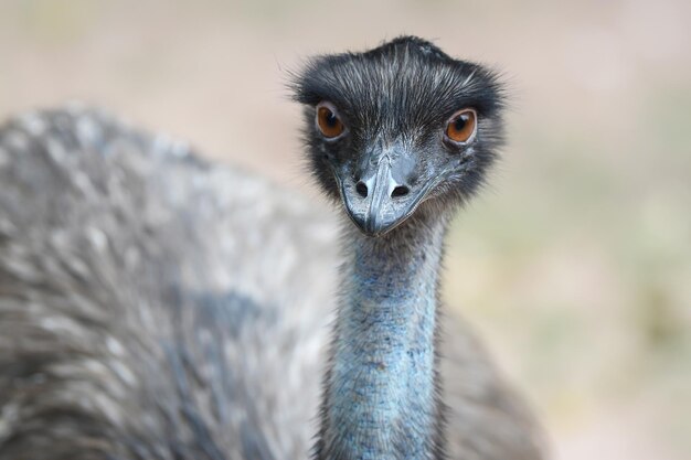 Close-up portrait of ostrich