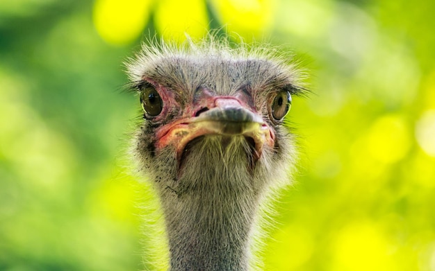 Photo close-up portrait of ostrich