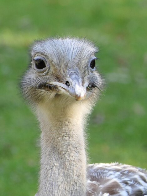 Close-up portrait of ostrich