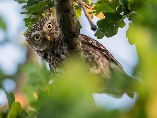 Foto ritratto ravvicinato di un gufo appollaiato su un ramo