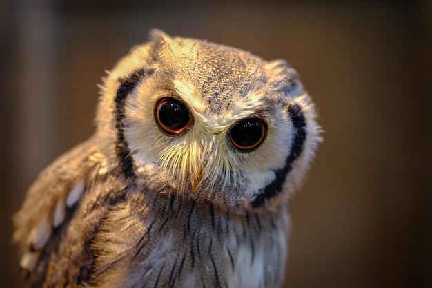 Photo close-up portrait of owl perching outdoors