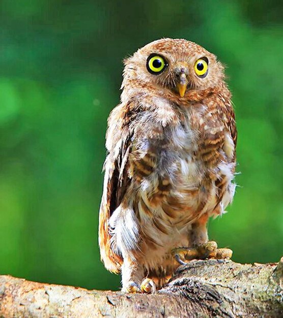 Close-up portrait of owl perching outdoors