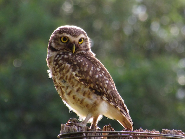 Photo close-up portrait of owl perching outdoors