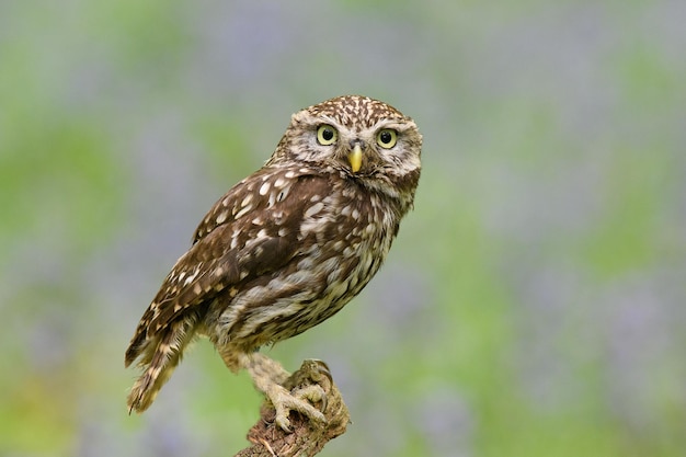 Close-up portrait of owl perching on twig