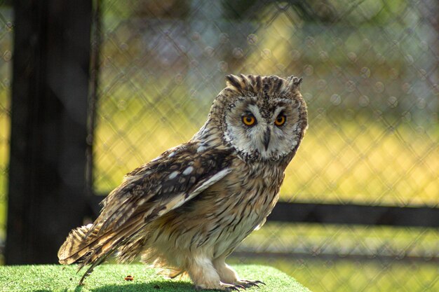 Photo close-up portrait of owl perching in zoo