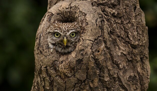 Foto ritratto ravvicinato di un gufo sul tronco di un albero