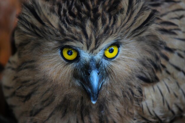 Photo close-up portrait of owl