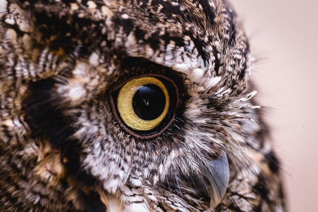 Photo close-up portrait of owl