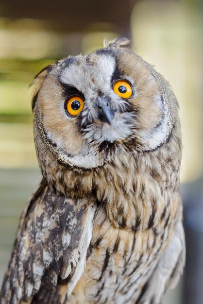 Photo close-up portrait of owl