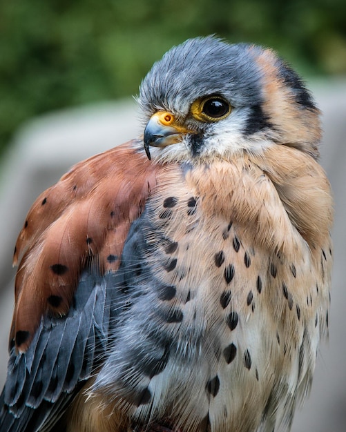 Photo close-up portrait of owl