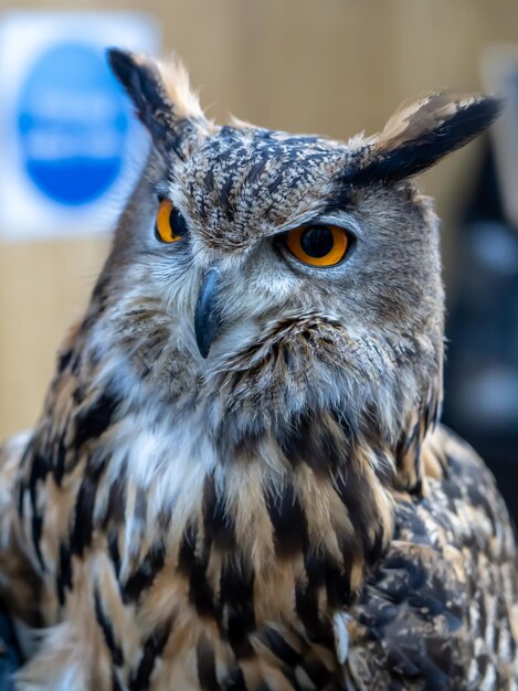 Photo close-up portrait of owl