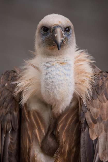 Photo close-up portrait of owl