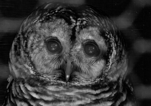 Photo close-up portrait of owl