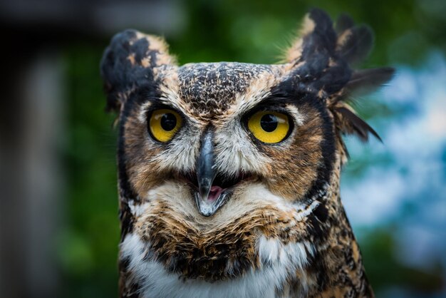 Photo close-up portrait of owl