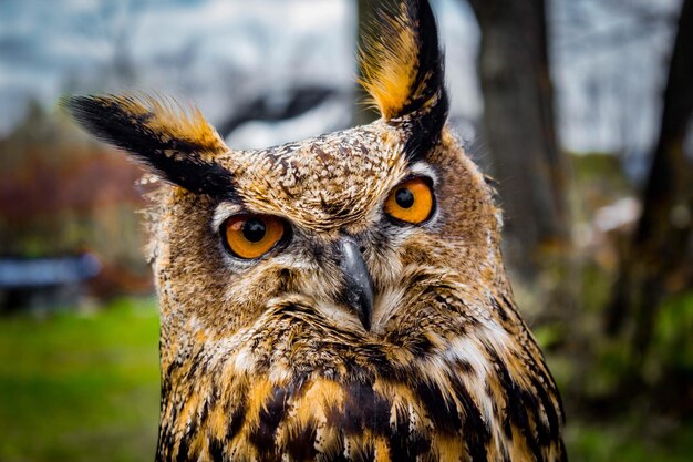 Close-up portrait of owl