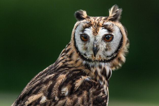 Photo close-up portrait of owl