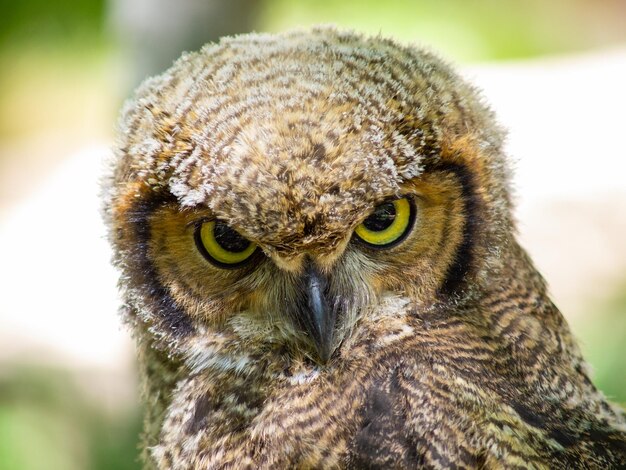 Close-up portrait of owl