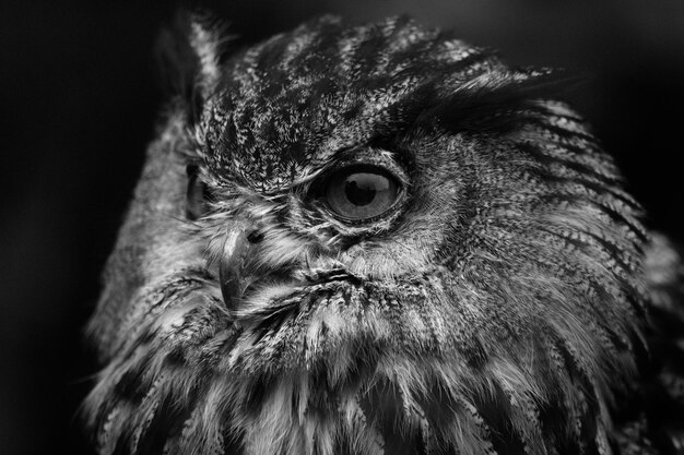 Photo close-up portrait of owl