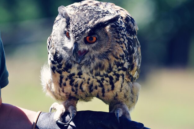 Photo close-up portrait of owl