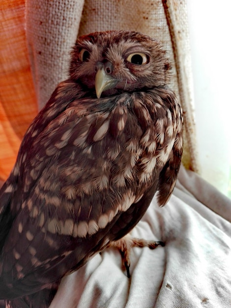 Photo close-up portrait of owl