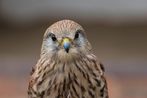 Close-up portrait of owl