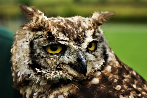 Photo close-up portrait of owl