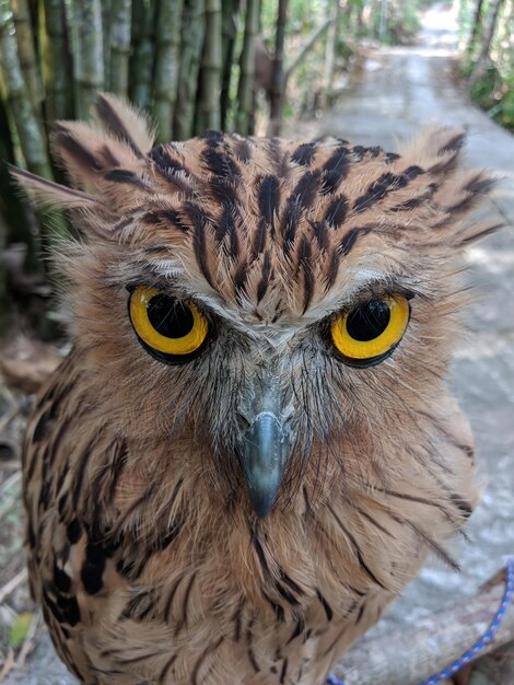 Close-up portrait of owl