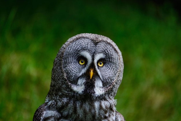 Close-up portrait of owl