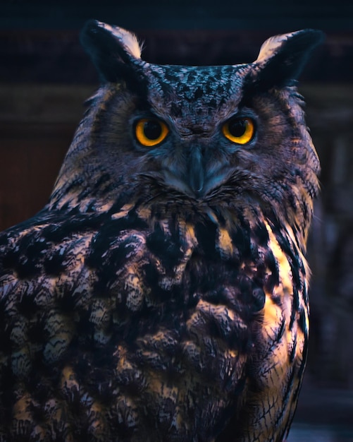 close-up portrait of owl