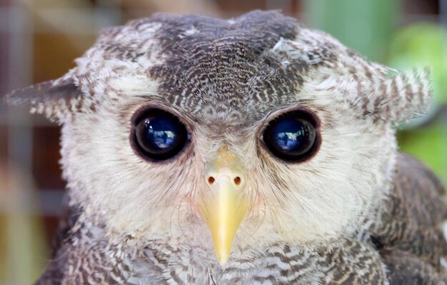 Photo close-up portrait of owl