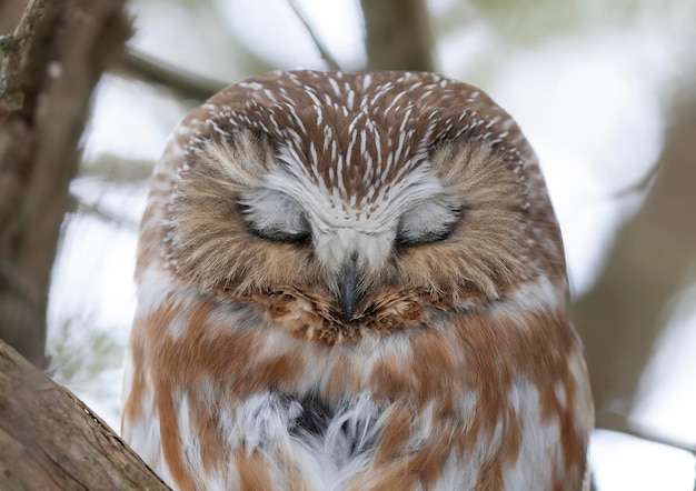 Photo close-up portrait of owl