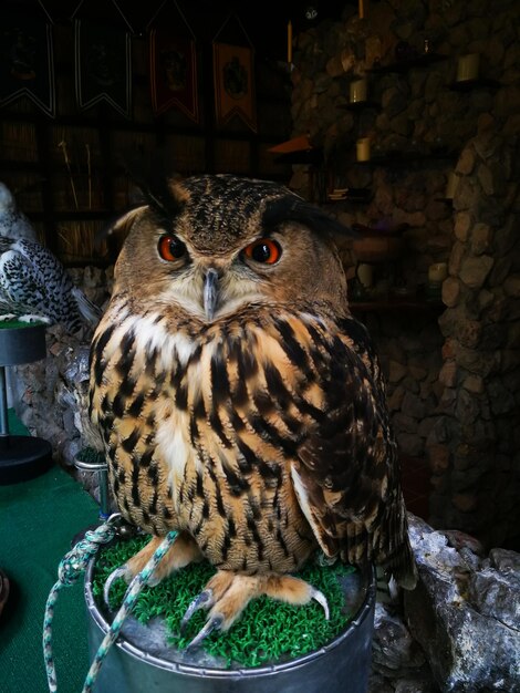 Photo close-up portrait of owl