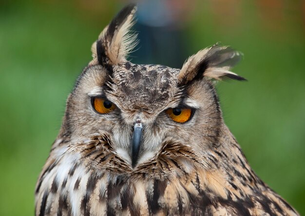 Close-up portrait of owl