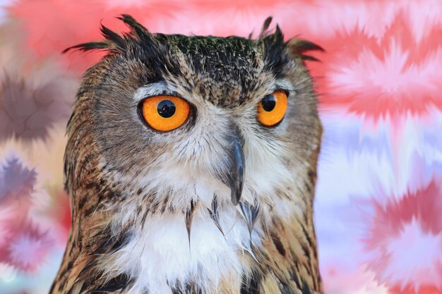 Photo close-up portrait of owl