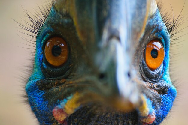 Photo close-up portrait of owl